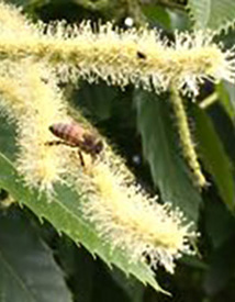 Abeille butineuse sur des fleurs de châtaignier
