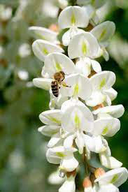 Abeille butineuse sur des fleurs d'acacia