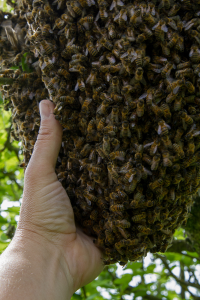 Essaim abeilles